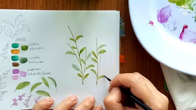 How to paint herbs with watercolor: SAGE смотреть онлайн