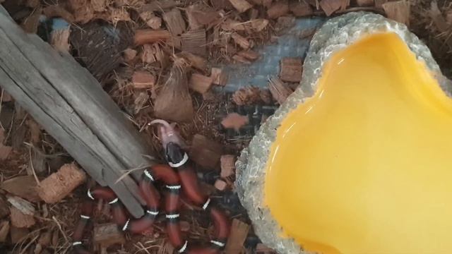 Синалойская королевская змея. Первое кормление смотреть онлайн