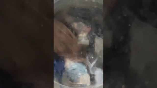Стирка на Стиральной машине ZANUSSI смотреть онлайн