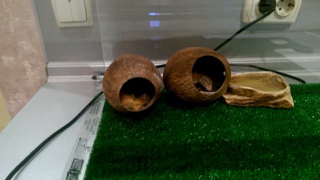 Изготовление террариумов смотреть онлайн