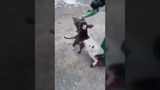 Настоящая дружба. смотреть онлайн
