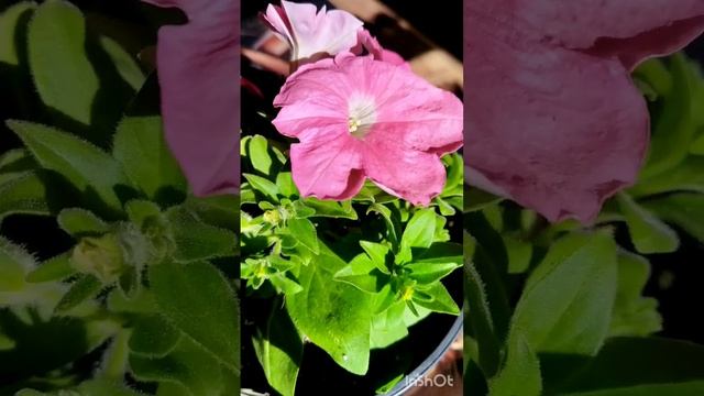 Петуния Саксесс Салмон, самое раннее цветение смотреть онлайн