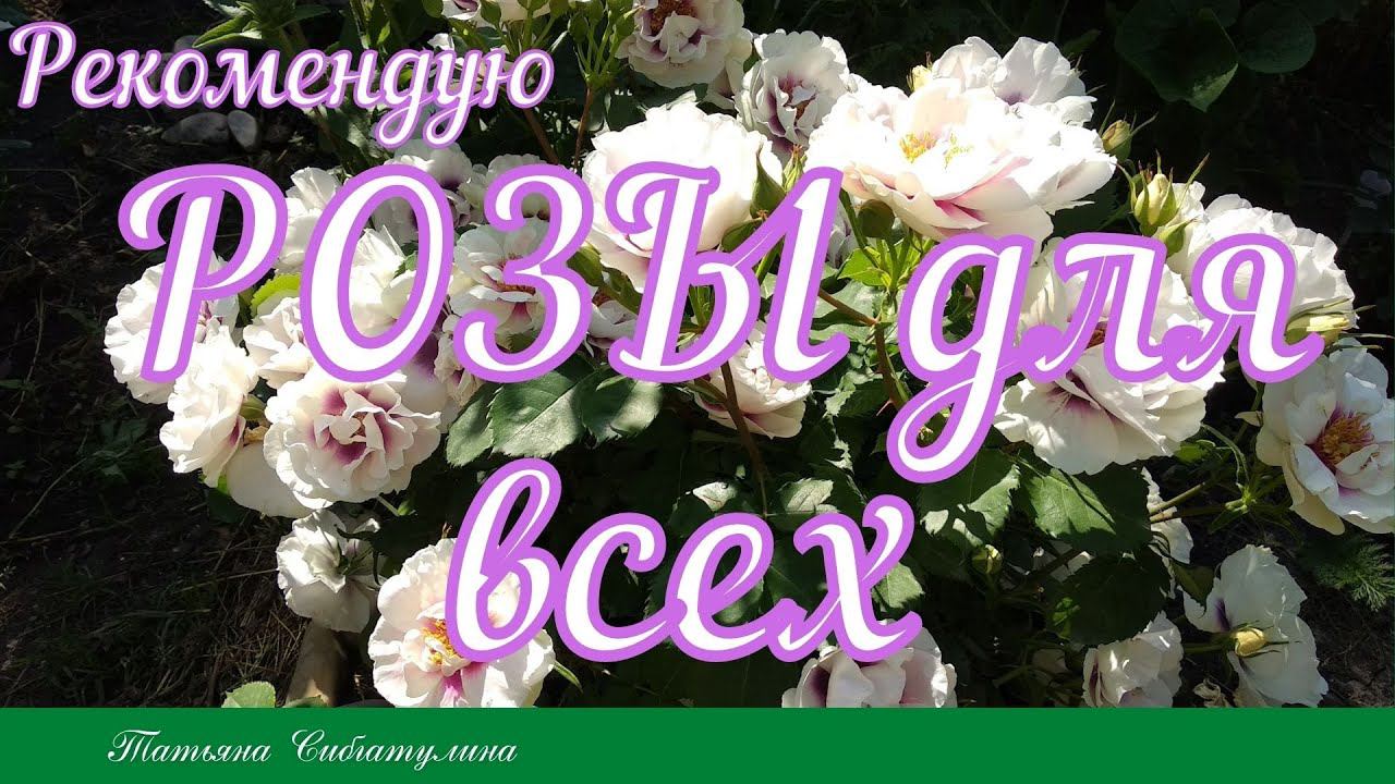 Розы для любого сада смотреть онлайн