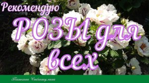 Розы для любого сада