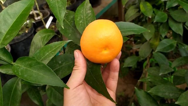 ОБЗОР ПЛОДОВ ЦИТРУСОВЫХ В УГЛУБЛЕННОЙ ТЕПЛИЦЕ смотреть онлайн