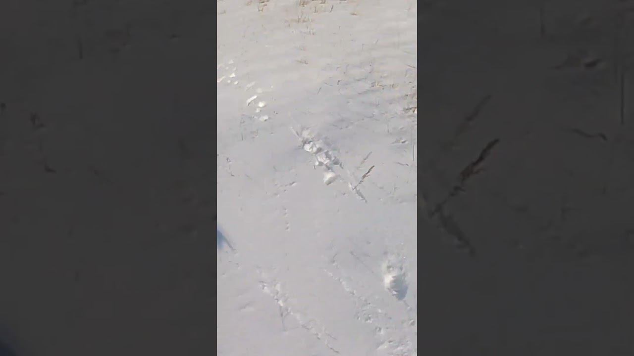 Подранок. Закончились патроны добираю руками зайца. (архив) #охота #охотаназайца смотреть онлайн