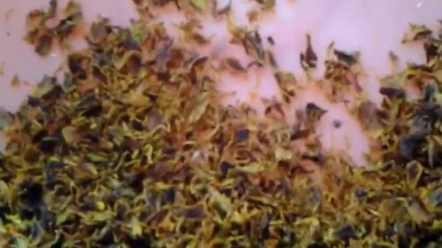 БАРХАТЦЫ. Готовим имеретинский шафран из бархатцев-любимую пряность смотреть онлайн