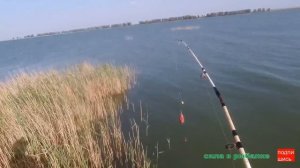 ВОТ ЭТО РЫБАЛКА. СПИННИНГ КРОКОДИЛ ДОНКА  ЛОВИТ.