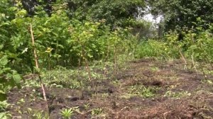 Сорт Малины Ляшка, Лячка. особенности сорта.