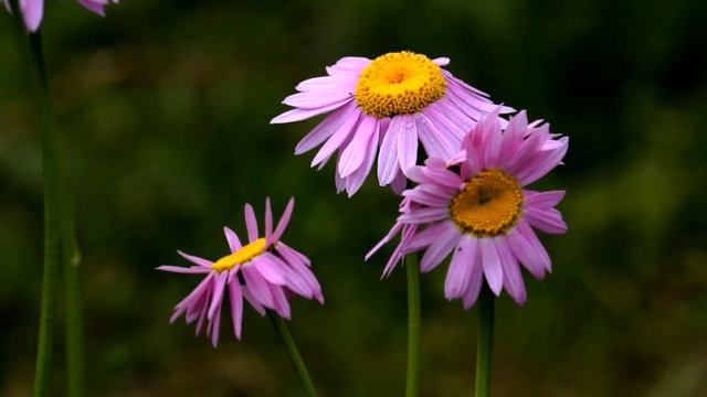 Фон для видеомонтажа смотреть онлайн