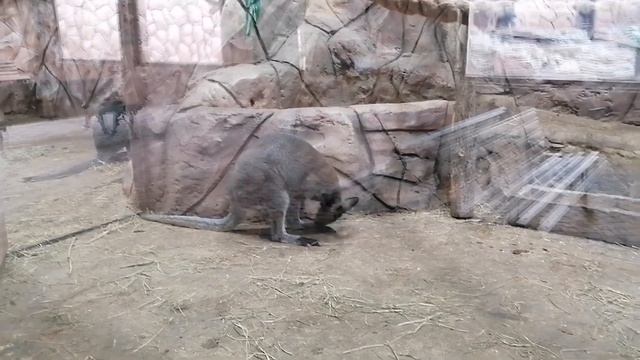 Посетили Калужский зоопарк Биосфера смотреть онлайн