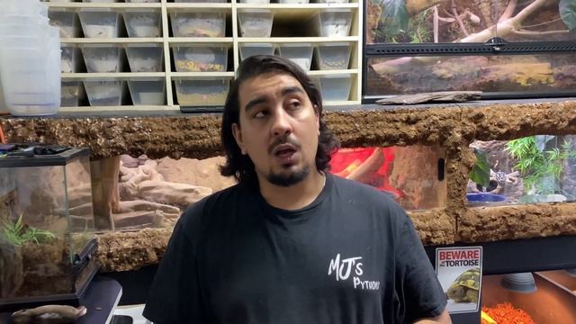 WHAT SIZE FOOD TO FEED YOUR BALL PYTHON смотреть онлайн