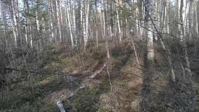 БЕРЕЗОВЫЙ СОК.СБОР И ХРАНЕНИЕ. смотреть онлайн