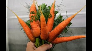 СЕЕМ МОРКОВЬ БЕЗ ПРОРЕЖИВАНИЯ  - КАК ПОСЕЯТЬ МОРКОВЬ, ЧТОБЫ НЕ МУЧИТЬСЯ С ПРОРЕЖИВАНИЕМ