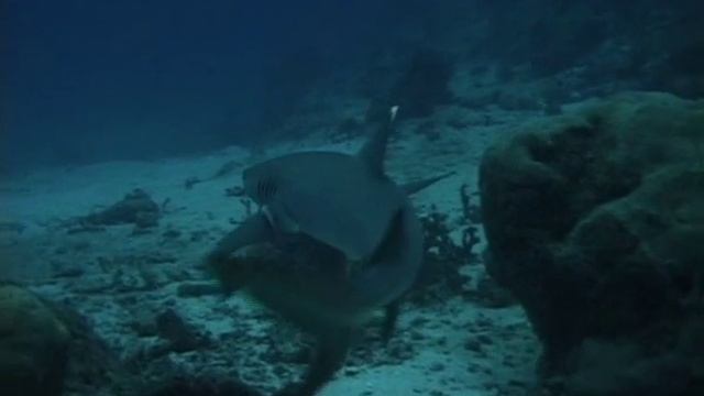 ПОДВОДНЫЙ РАЙ ПОД МУЗЫКУ ШРИ ЧИНМОЯ смотреть онлайн