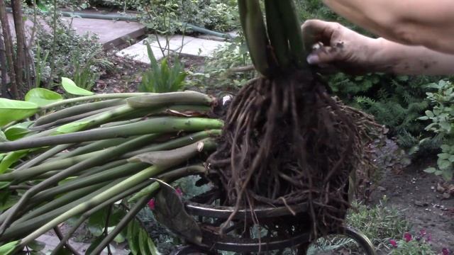 Рассаживаю красавец замиокулькас. смотреть онлайн