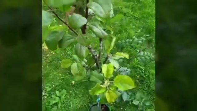 Дерево Дружбы, с плодами, я на одном дереве яблоки, груши, ирга, черноплодка, рябина и другое. смотреть онлайн