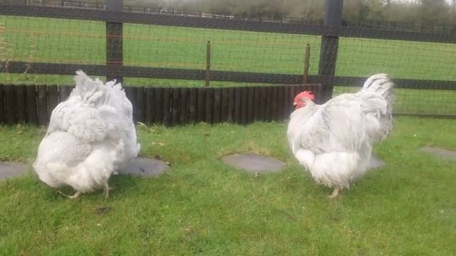 LAVENDER CUCKOO LARGE FOWL ORPINGTON- смотреть онлайн