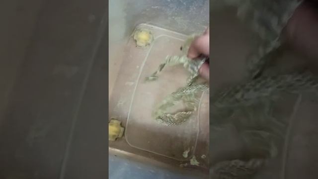 Змея Оливия уже полиняла! Шкурку сбросила чулочком! смотреть онлайн