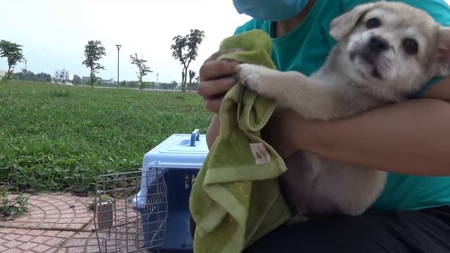 Abandoned puppy who fears death and struggles to survive is found and I adopted him смотреть онлайн