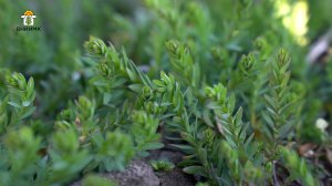 Перезимовка масличного льна Снегурок в условиях южной зимы