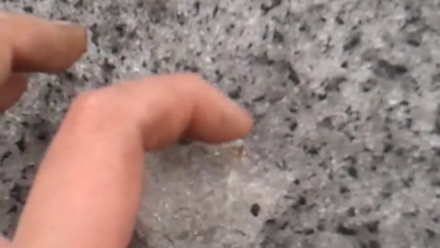 Паук зимой смотреть онлайн