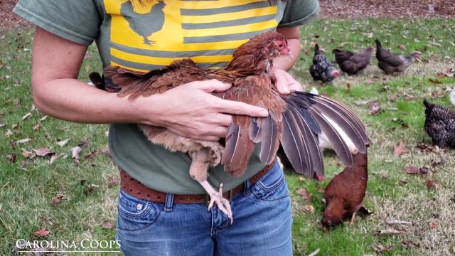 What You Need to Know About Molting Chickens смотреть онлайн