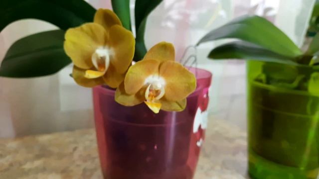 Цветение орхидей 1 мая. Phal.Golden Vivien, Cute Angel, Spot Leonard, ,Soft Cloud, Elvis, SuperZebr
