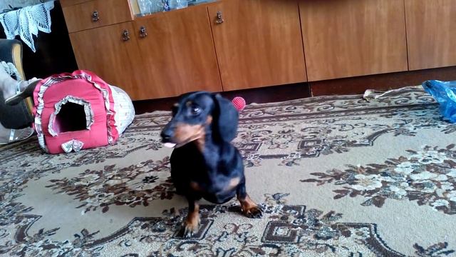 Собака плачет за игрушкой смотреть онлайн