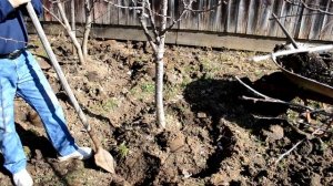 Как окапывать деревья и обкладывать их  навозом.