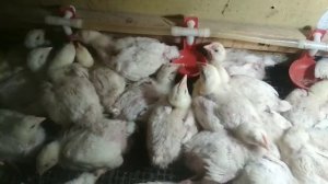 Цыпленок бройлер хрипит и чихает /продолжаем лечение антибиотиком - часть 3