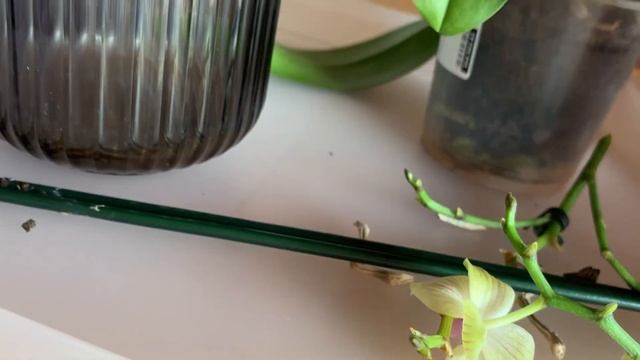 РЕАНИМАЦИЯ ОРХИДЕИ СО СГНИВШЕЙ ТОЧКОЙ РОСТА | ЕСЛИ НЕТ НИЧЕГО, ПРИМЕНЯЮ ТОЛЬКО ЭТО смотреть онлайн