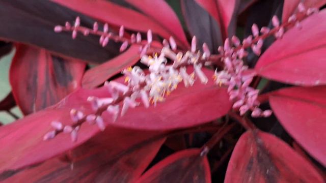 Flores Da Dracena. Linda Planta!!! смотреть онлайн