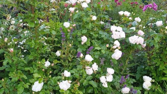 Белые розы в моём саду. смотреть онлайн