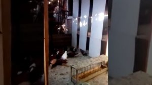 Голуби Краснодарские бойные Артамоны   часть1