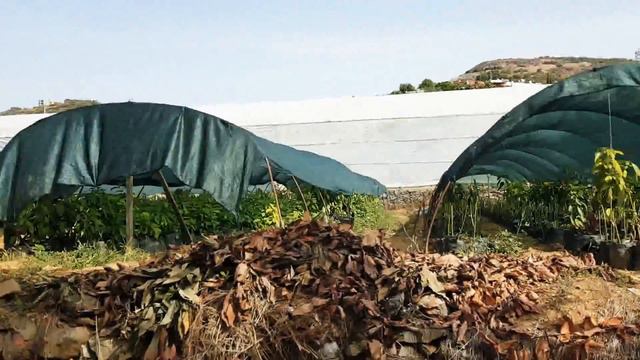 Недвижимость в Турции: фрукты в Алании смотреть онлайн