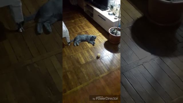 Кот воротник смотреть онлайн