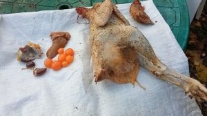 Водянка у кур. Признаки.Методы профилактики данного заболевания..