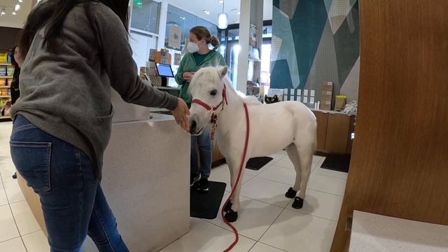 Lt. Rowdy Mini Horse Visiting Healthy Spot Westfield Topanga Village