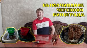 Вымачивание черенков винограда перед проращиванием.