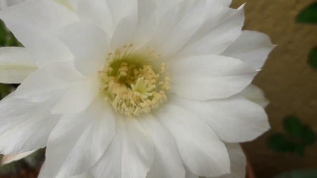 Echinopsis subdenudata Easter Lily Cactus смотреть онлайн