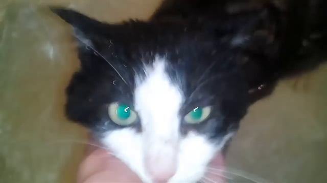 МОЮ КОТА | ОН ПОЦАРАПАЛ МЕНЯ И ПОШЛА КРОВЬ смотреть онлайн