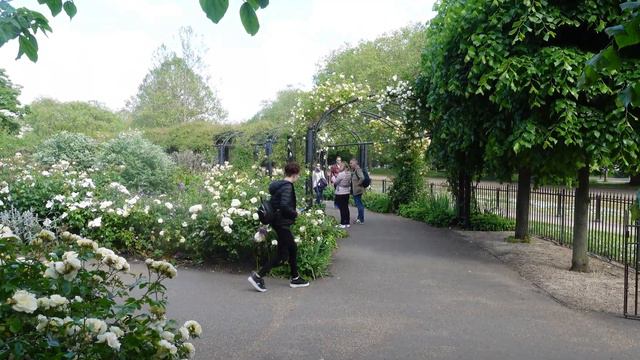 Roses Are Red, Orange, White & Purple & Violets Aren't There - This Rose Garden Will Make You Stare смотреть онлайн