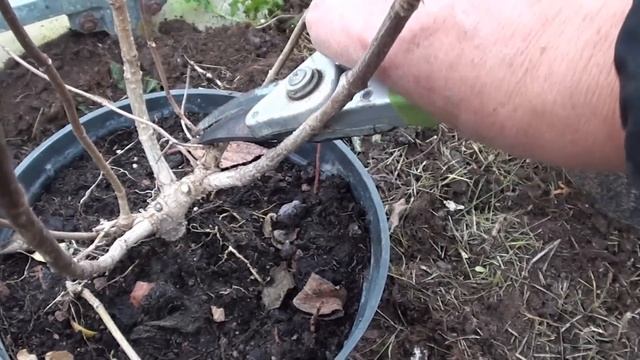 Короткая обрезка гортензии на 1-2 почки. Формирование куста на второй год. смотреть онлайн