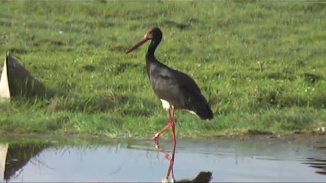 Чёрный аист смотреть онлайн