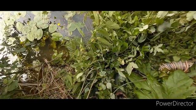 #5 часть Поиск металла с племянником нашли забытые запчасти от мопеда смотреть онлайн