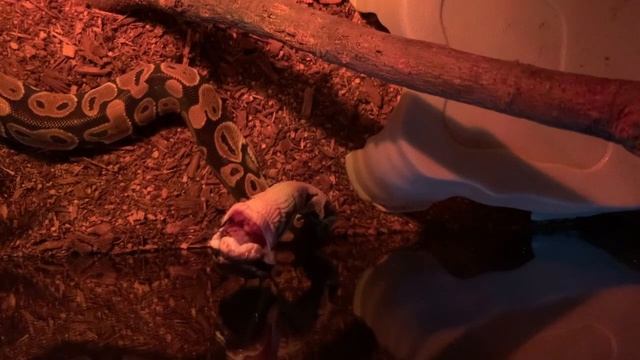Feeding My BABY PYTHON For The First Time! (Full Process) смотреть онлайн