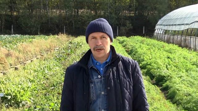 Обзор по моркови - разноцветный Мармелад. Сравниваем. смотреть онлайн