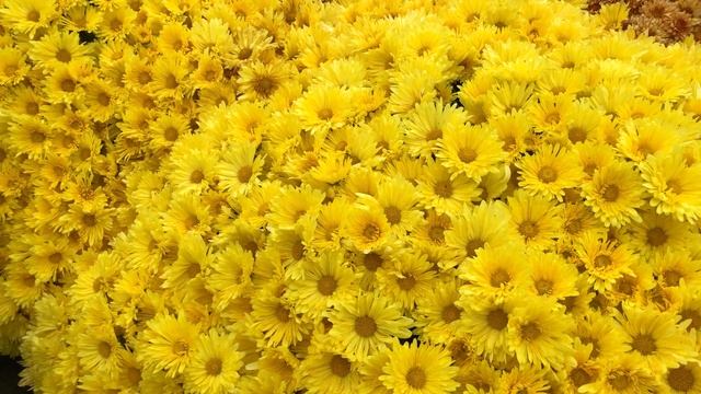 Обзор Хризантема Мультифлора - Вант де Байон Кенери (Vent de Bayonne Canari) 2021 г. | Кубаньсад смотреть онлайн
