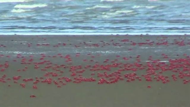 Red crabs in delta of Mandarmani where river Soula meeting Bay of Bengal смотреть онлайн